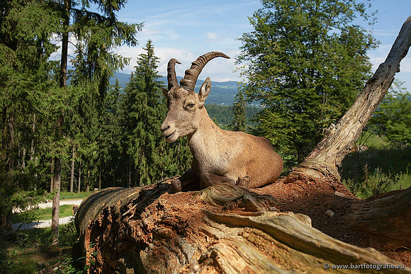Dierentuinen en Parken Bart Fotografie-257