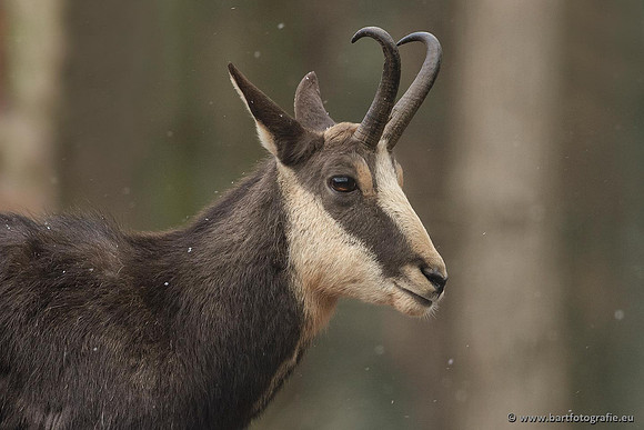 Dierentuinen en Parken Bart Fotografie-259