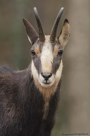 Dierentuinen en Parken Bart Fotografie-260