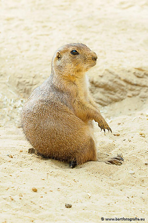 Dierentuinen en Parken Bart Fotografie-261