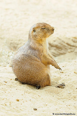 Dierentuinen en Parken Bart Fotografie-262