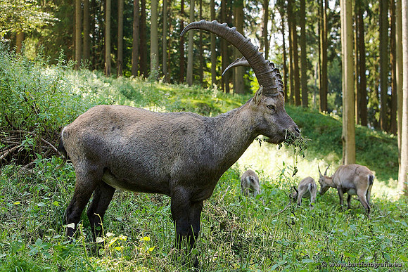 Dierentuinen en Parken Bart Fotografie-258