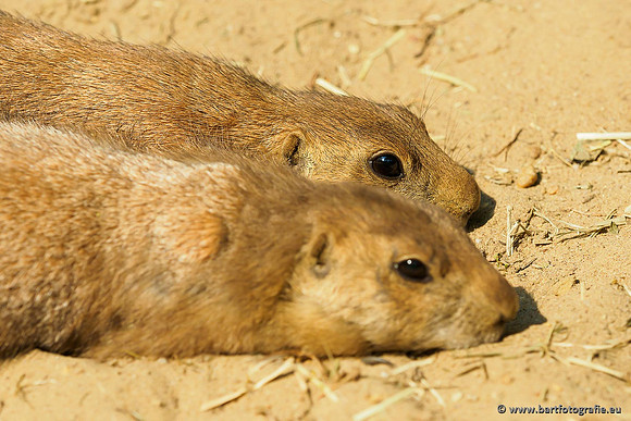 Dierentuinen en Parken Bart Fotografie-273