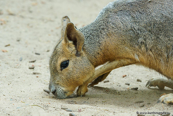 Dierentuinen en Parken Bart Fotografie-276