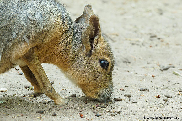 Dierentuinen en Parken Bart Fotografie-275