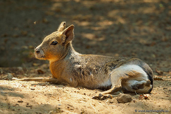 Dierentuinen en Parken Bart Fotografie-277