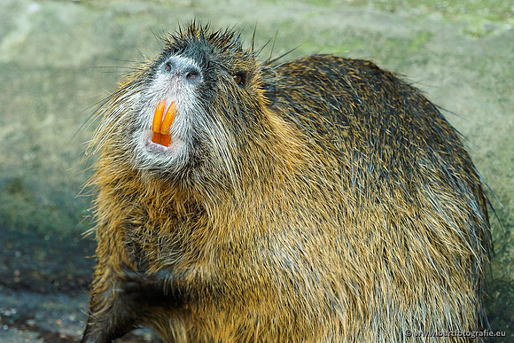 Dierentuinen en Parken Bart Fotografie-278