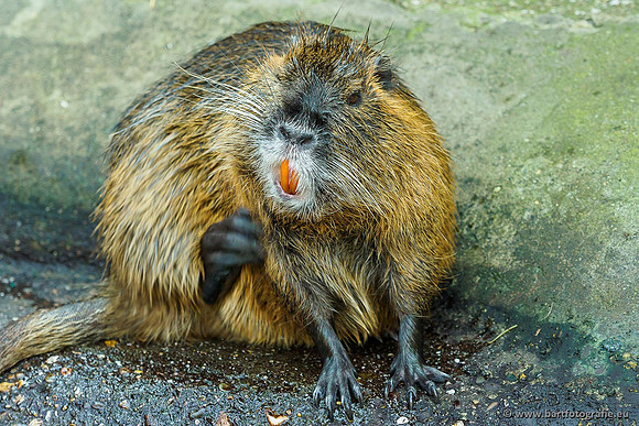 Dierentuinen en Parken Bart Fotografie-279