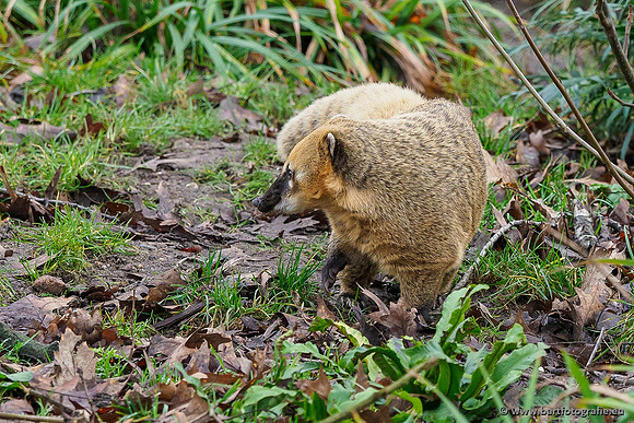 Dierentuinen en Parken Bart Fotografie-280