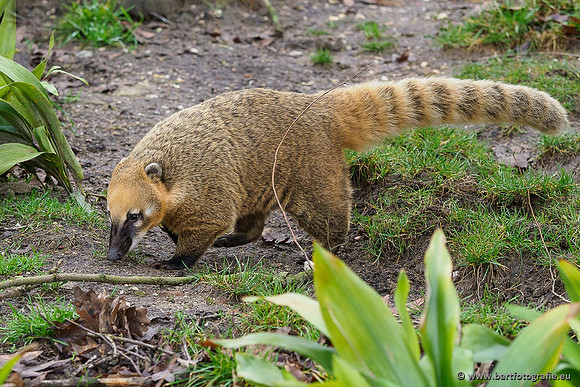 Dierentuinen en Parken Bart Fotografie-281