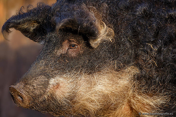 Dierentuinen en Parken Bart Fotografie-282