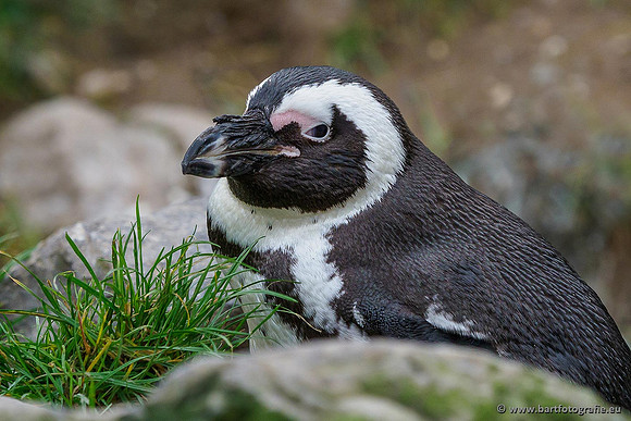 Dierentuinen en Parken Bart Fotografie-287