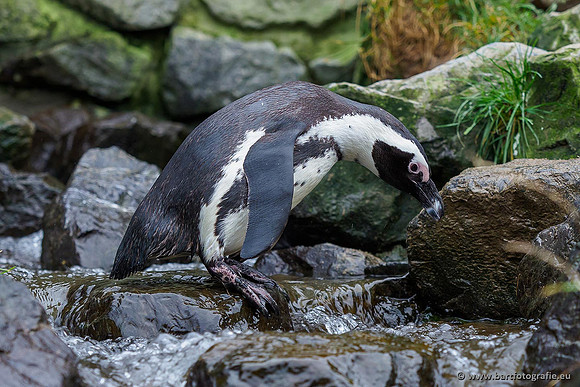Dierentuinen en Parken Bart Fotografie-289