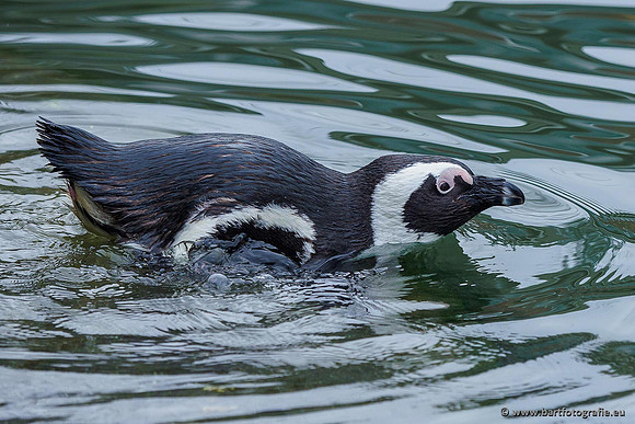 Dierentuinen en Parken Bart Fotografie-290