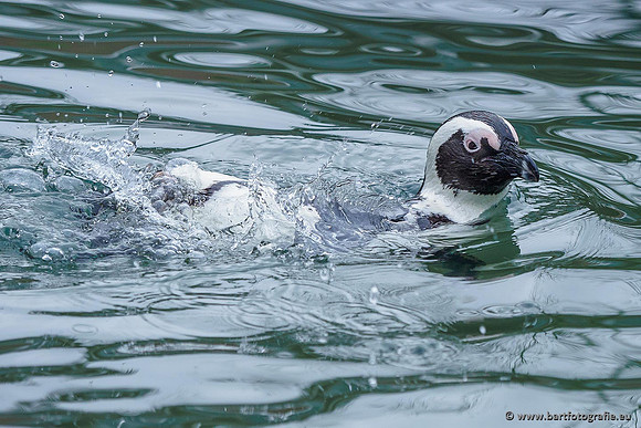 Dierentuinen en Parken Bart Fotografie-291