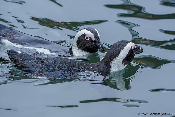 Dierentuinen en Parken Bart Fotografie-292