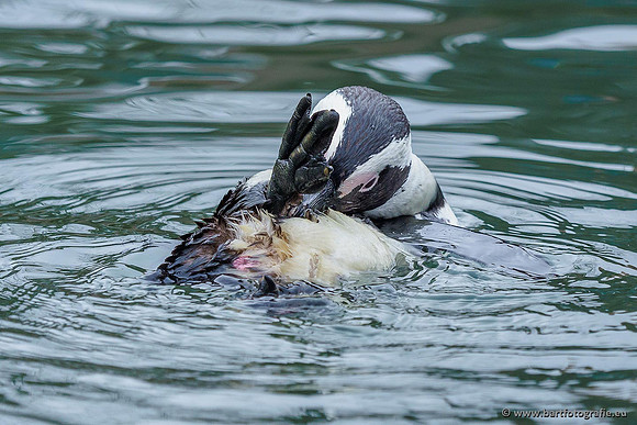 Dierentuinen en Parken Bart Fotografie-293