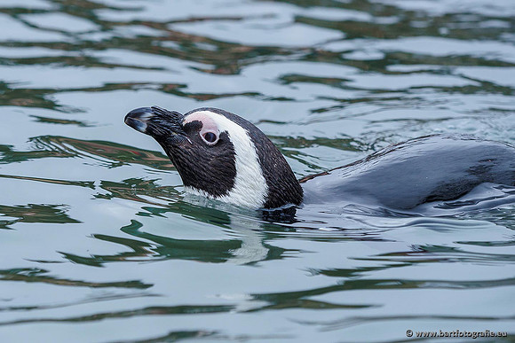 Dierentuinen en Parken Bart Fotografie-294