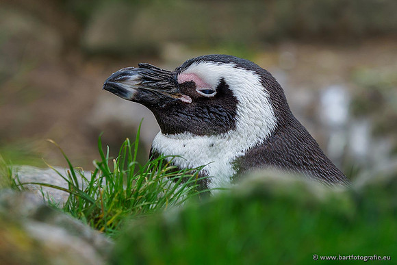 Dierentuinen en Parken Bart Fotografie-296