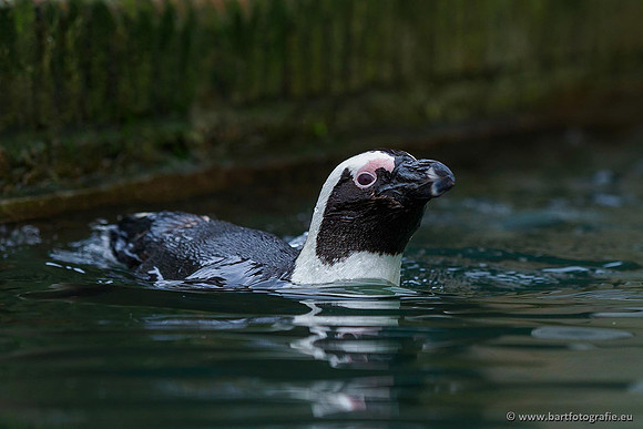 Dierentuinen en Parken Bart Fotografie-297