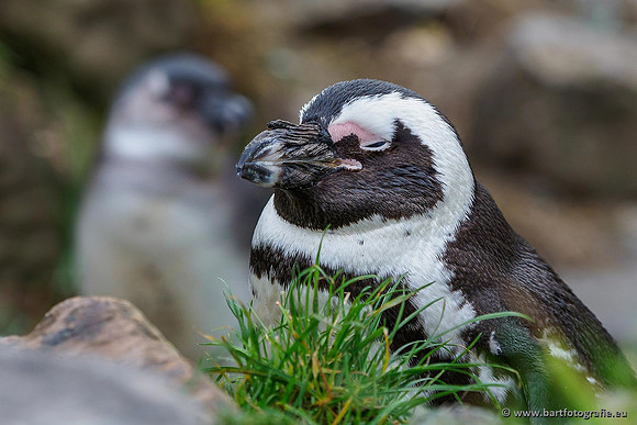Dierentuinen en Parken Bart Fotografie-300