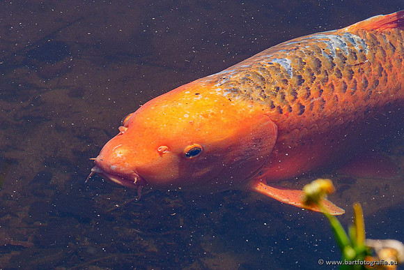 Dierentuinen en Parken Bart Fotografie-302