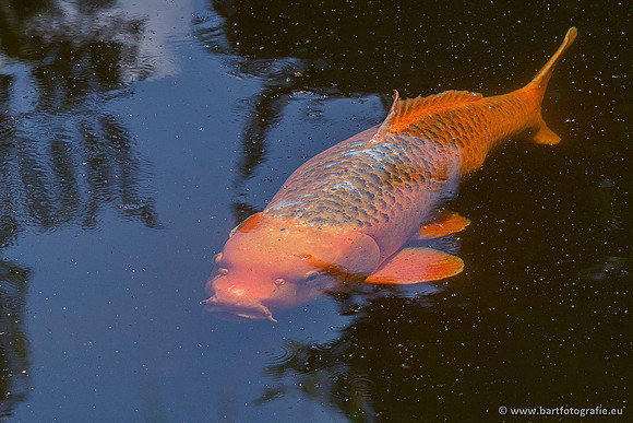 Dierentuinen en Parken Bart Fotografie-303