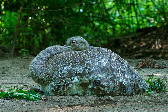 Dierentuinen en Parken Bart Fotografie-306