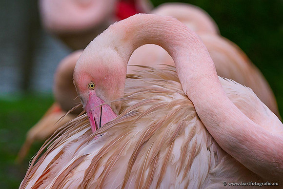 Dierentuinen en Parken Bart Fotografie-320