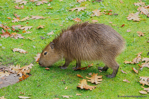Dierentuinen en Parken Bart Fotografie-322