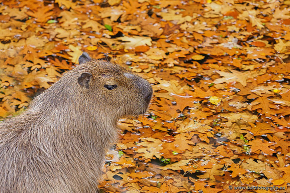 Dierentuinen en Parken Bart Fotografie-323
