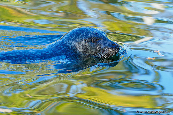Dierentuinen en Parken Bart Fotografie-326