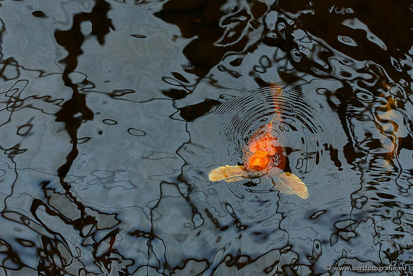 Dierentuinen en Parken Bart Fotografie-328