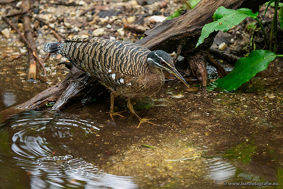 Dierentuinen en Parken Bart Fotografie-331