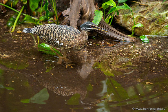 Dierentuinen en Parken Bart Fotografie-332