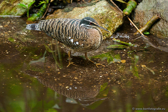 Dierentuinen en Parken Bart Fotografie-333
