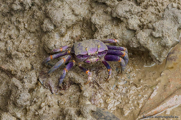 Dierentuinen en Parken Bart Fotografie-337