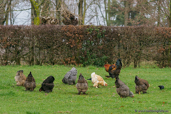 Limburg december 2020 Bart Fotografie-117