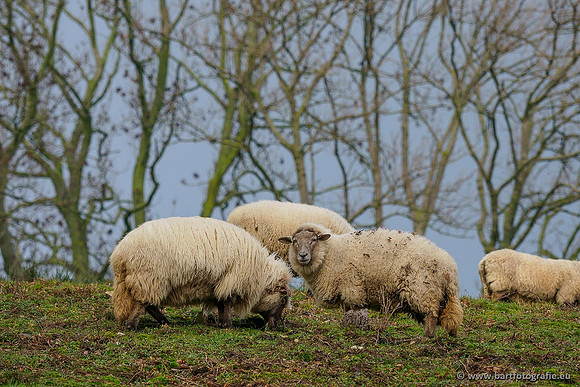 Limburg december 2020 Bart Fotografie-120
