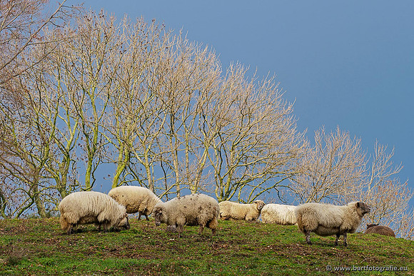 Limburg december 2020 Bart Fotografie-119
