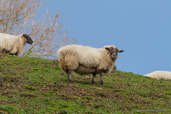 Limburg december 2020 Bart Fotografie-122