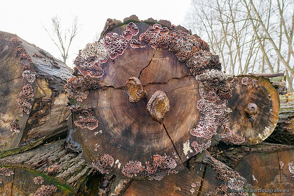 Limburg december 2020 Bart Fotografie-126