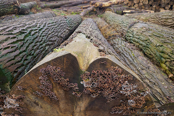 Limburg december 2020 Bart Fotografie-127