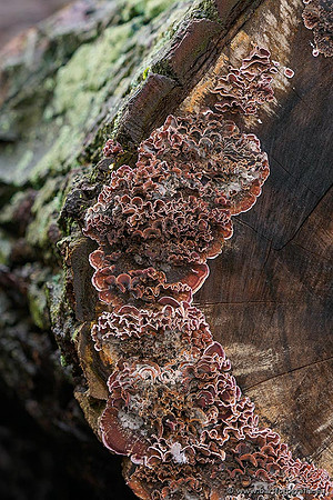 Limburg december 2020 Bart Fotografie-131