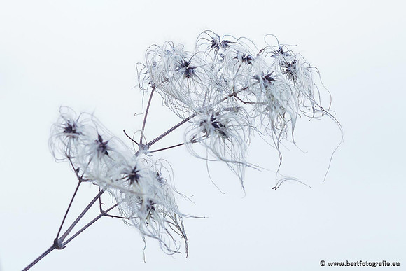 Limburg december 2020 Bart Fotografie-135