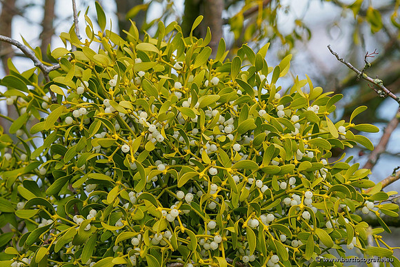 Limburg december 2020 Bart Fotografie-146