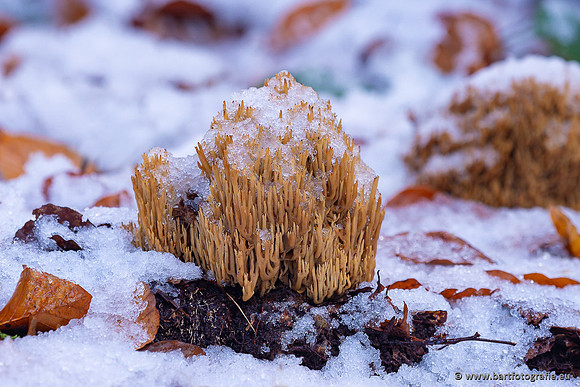 Paddenstoelen 2024-134