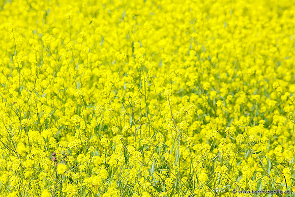 Akker en Weide Bart Fotografie-003