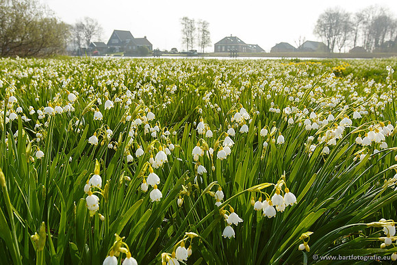 Akker en Weide Bart Fotografie-014