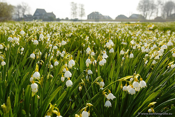Akker en Weide Bart Fotografie-013